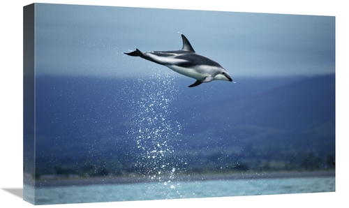 Global Gallery GCS-397709-1624-142 16 x 24 in. Dusky Dolphin Leaping O