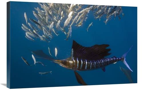 Global Gallery GCS-397926-2436-142 24 x 36 in. Atlantic Sailfish Hunti