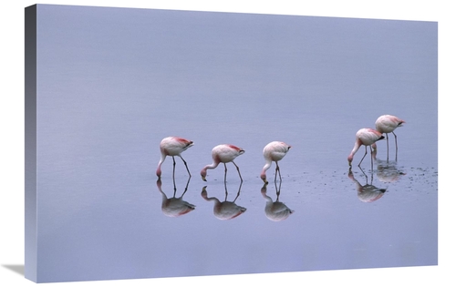 Global Gallery GCS-453167-2030-142 20 x 30 in. Puna Flamingos Feeding&