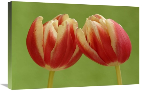 Global Gallery GCS-398006-2030-142 20 x 30 in. Tulip Pair Flowering&#4