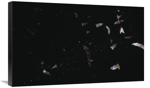 Global Gallery GCS-452520-30-142 30 in. Bats Flying Against Starry Nig