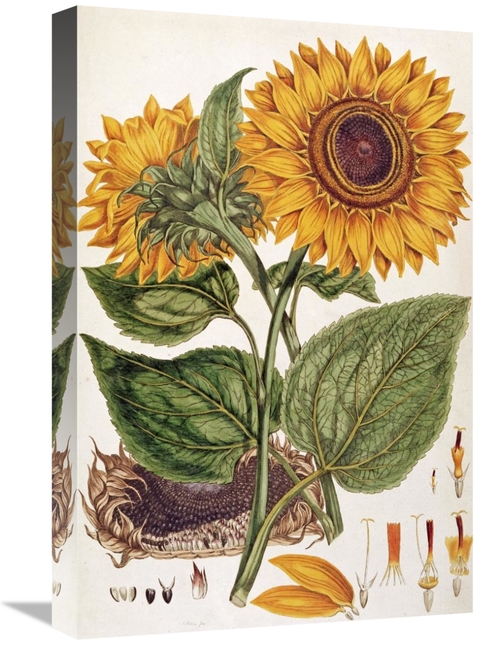 Global Gallery GCS-268307-22-142 22 in. Sunflower Art Print - John Mil