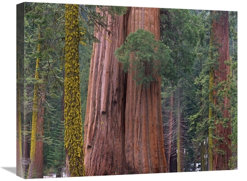 Global Gallery GCS-395995-2024-142 20 x 24 in. Giant Sequoia Trees&#44