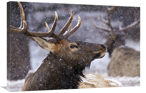 Global Gallery GCS-486640-36-142 36 in. Gathering Snow Art Print - Vic