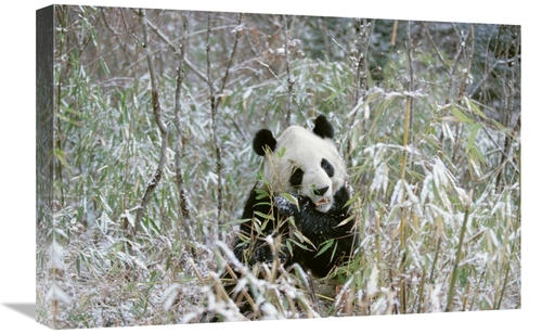 Global Gallery GCS-398499-1624-142 16 x 24 in. Giant Panda Eating Bamb