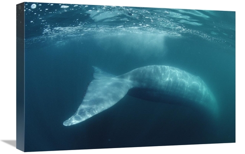 Global Gallery GCS-450602-1624-142 16 x 24 in. Blue Whale, Sea of 