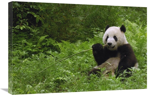 Global Gallery GCS-397884-2030-142 20 x 30 in. Giant Panda Sitting in 