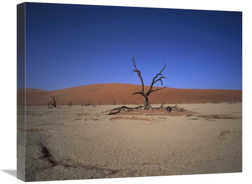 Global Gallery GCS-395770-2024-142 20 x 24 in. Camelthorn Snag on Dese