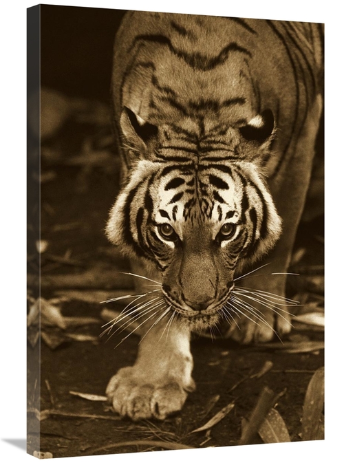 Global Gallery GCS-453660-2030-142 20 x 30 in. Bengal Tiger Approachin