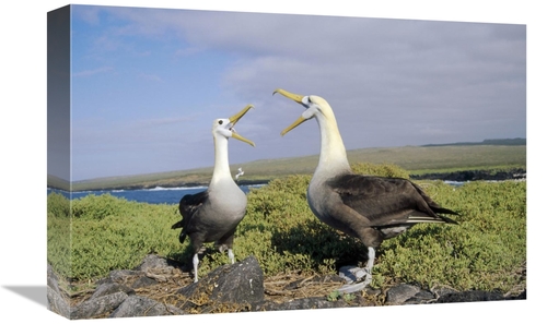 Global Gallery GCS-451366-1218-142 12 x 18 in. Waved Albatross Pair Co