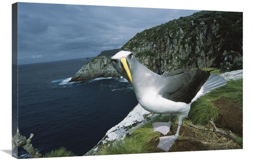 Global Gallery GCS-451664-2436-142 24 x 36 in. Bullers Albatross Inves