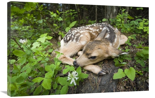 Global Gallery GCS-395700-2436-142 24 x 36 in. Newborn Mule Deer Fawn&