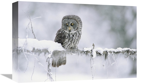 Global Gallery GCS-396893-1218-142 12 x 18 in. Great Gray Owl Perching