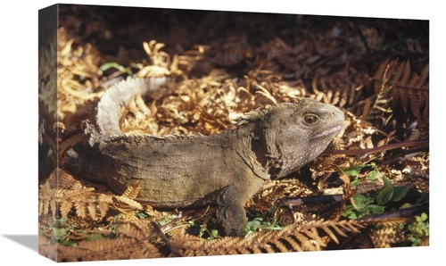 Global Gallery GCS-451174-1218-142 12 x 18 in. Tuatara 70 Year Old Mal