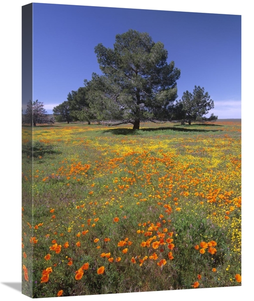 Global Gallery GCS-452149-1824-142 18 x 24 in. California Poppy & Erio