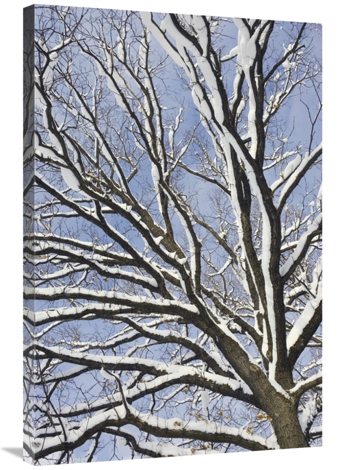 Global Gallery GCS-452582-2436-142 24 x 36 in. English Oak Tree in Sno
