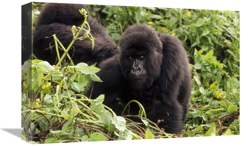 Global Gallery GCS-452812-1218-142 12 x 18 in. Mountain Gorilla Female