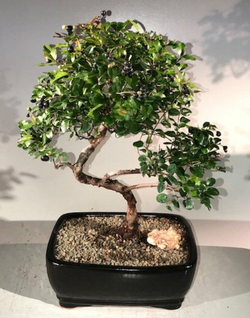 Sweet Plum Curved Trunk Bonsai Tree Large (sageretia theezans)