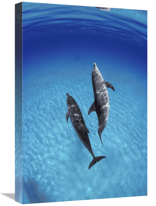 Global Gallery GCS-450676-1624-142 16 x 24 in. Atlantic Spotted Dolphi