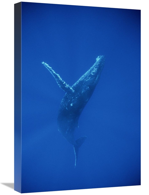 Global Gallery GCS-450793-1624-142 16 x 24 in. Humpback Whale Swimming