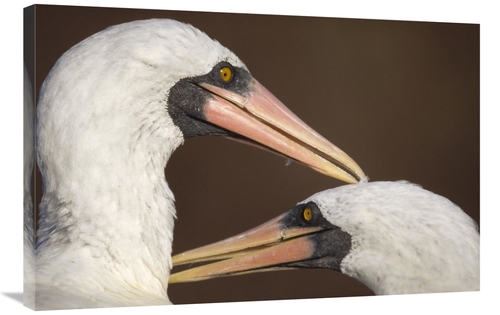 Global Gallery GCS-451239-2436-142 24 x 36 in. Masked Booby Couple All