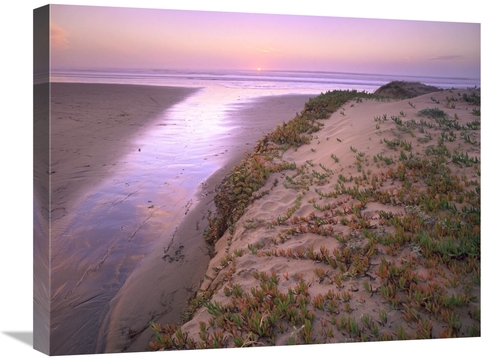 Global Gallery GCS-395941-1824-142 18 x 24 in. Hottentot Fig Growing i