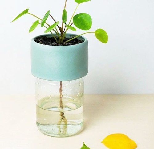 Plant Jar