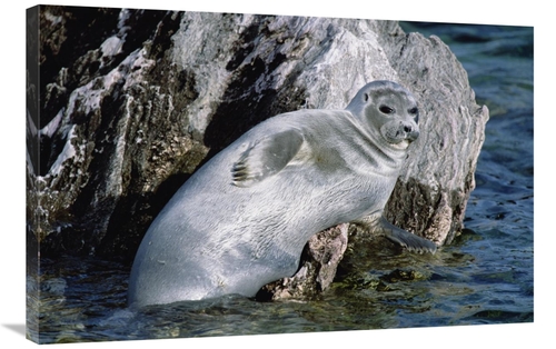 Global Gallery GCS-452492-2436-142 24 x 36 in. Baikal Seal, Lake B