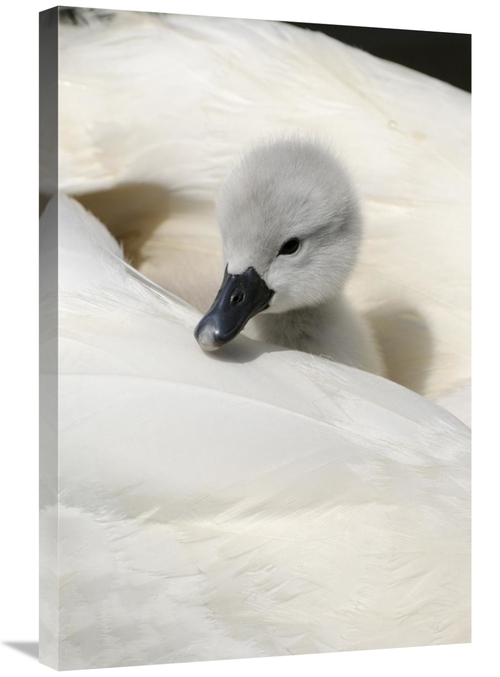 Global Gallery GCS-398176-2030-142 20 x 30 in. Mute Swan Cygnet, o