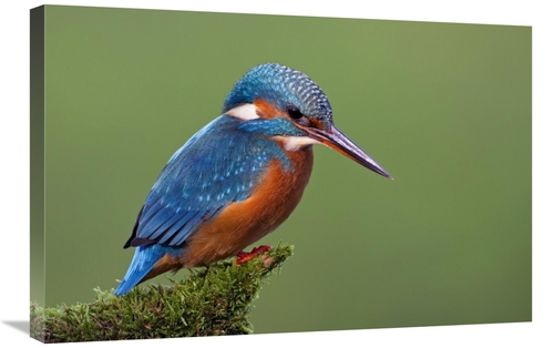 Global Gallery GCS-395293-2030-142 20 x 30 in. Common Kingfisher, 