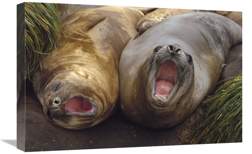 Global Gallery GCS-452456-1624-142 16 x 24 in. Southern Elephant Seal 