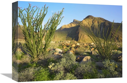 Global Gallery GCS-396852-1216-142 12 x 16 in. Ocotillo Borrego Palm C