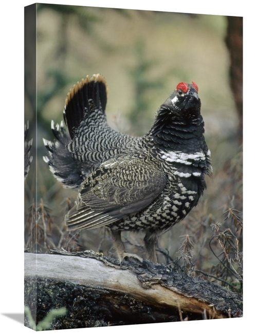 Global Gallery GCS-451853-1624-142 16 x 24 in. Spruce Grouse Male Cour