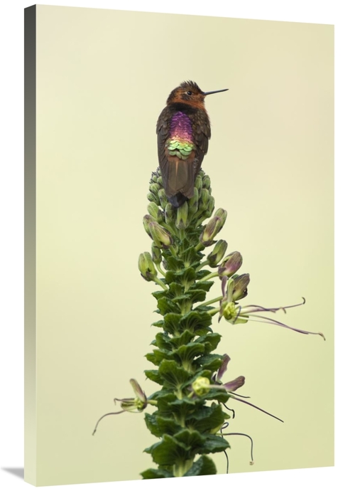 Global Gallery GCS-395560-2436-142 24 x 36 in. Shining Sunbeam Humming