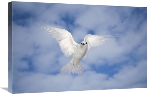 Global Gallery GCS-395654-2030-142 20 x 30 in. White Tern Also Known A