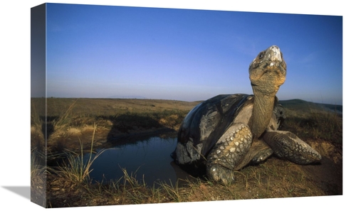 Global Gallery GCS-451386-1218-142 12 x 18 in. Galapagos Giant Tortois