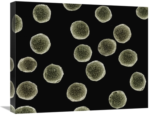 Global Gallery GCS-397616-2024-142 20 x 24 in. Pollen Grains of A Pell