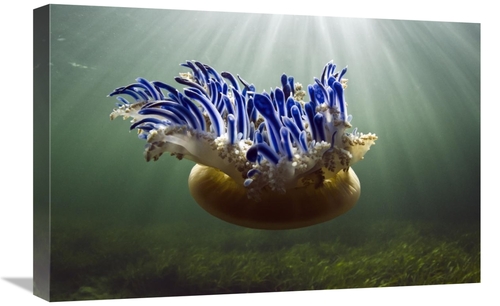 Global Gallery GCS-397919-1624-142 16 x 24 in. Upside-Down Jellyfish&#