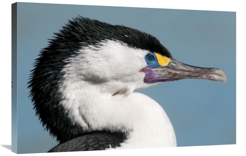 Global Gallery GCS-397458-2436-142 24 x 36 in. Pied Cormorant in Breed