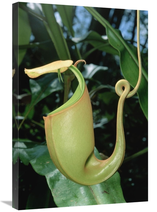 Global Gallery GCS-450976-2030-142 20 x 30 in. Pitcher Plant Traps Ins