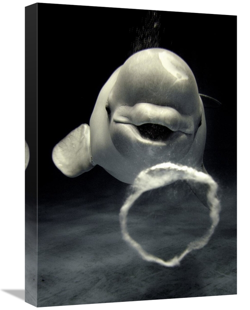 Global Gallery GCS-397727-22-142 22 in. Beluga Whale Blowing Toroidal 