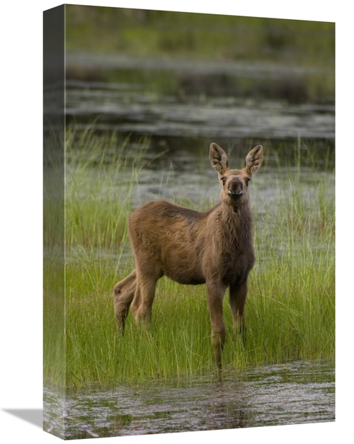 Global Gallery GCS-451946-1218-142 12 x 18 in. Alaska Moose Calf Stand