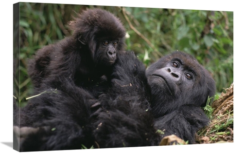 Global Gallery GCS-452813-2030-142 20 x 30 in. Mountain Gorilla Mom & 