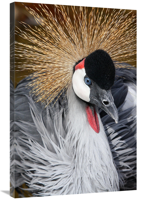 Global Gallery GCS-486532-36-142 36 in. East African Crowned Crane Art