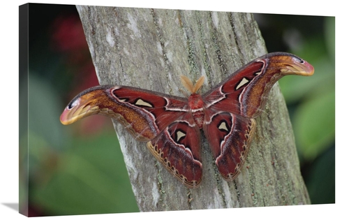 Global Gallery GCS-453011-2030-142 20 x 30 in. Atlas Moth Portrait&#44
