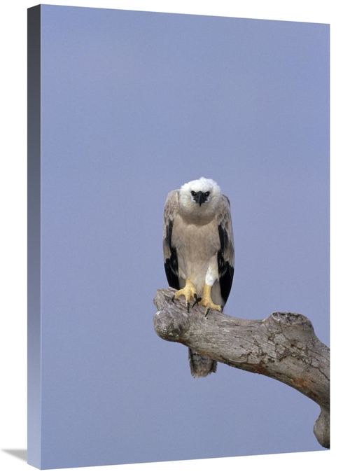 Global Gallery GCS-451050-2030-142 20 x 30 in. Harpy Eagle Juvenile Si