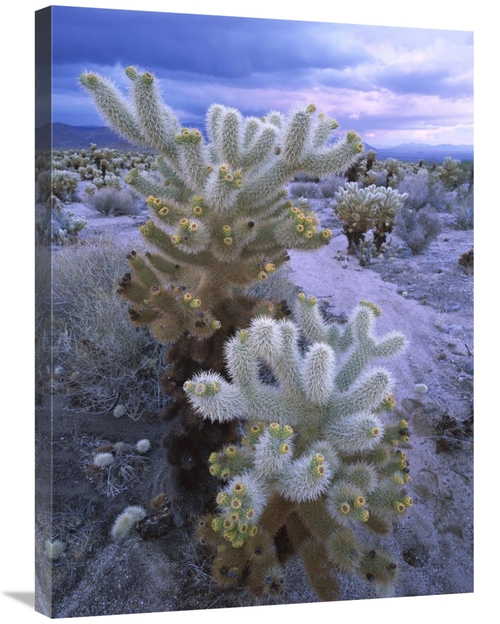 Global Gallery GCS-397116-2432-142 24 x 32 in. Teddy Bear Cholla or Ju