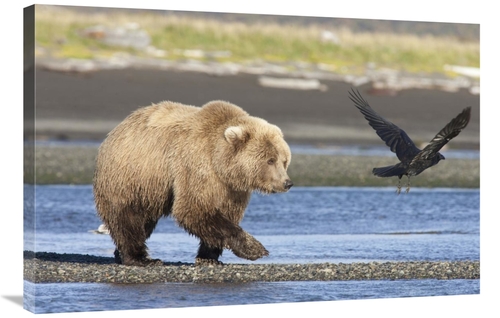 Global Gallery GCS-395507-2436-142 24 x 36 in. Grizzly Bear Walking Al