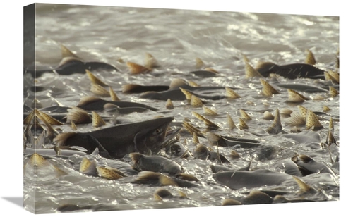 Global Gallery GCS-451888-1624-142 16 x 24 in. Pink Salmon Spawning in