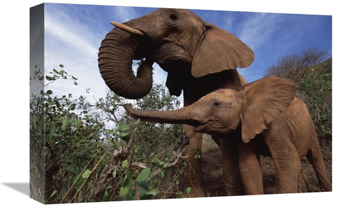 Global Gallery GCS-452957-1218-142 12 x 18 in. Orphan Baby Natumi Gree